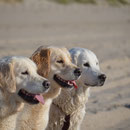 Die drei vom "Strand"