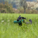 Dummyschnupperprüfung Bülach Juli 2009