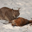 Luchs am Riss