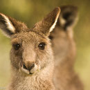 Grey Kanguruh Portrait, Australien