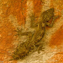 Blattschwanzgecko auf Felsmalerei