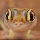 Palmatogecko