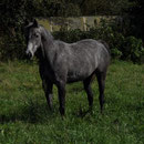 Hadara auf der Wiese