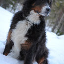 Carlos im Schnee