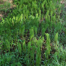 Equisetum-arvense