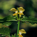 Lamium-galeobdolon