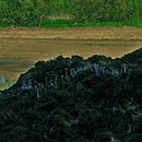 Coprinus-cfr-cinereusw