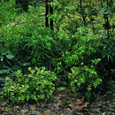 Helleborus foetidus