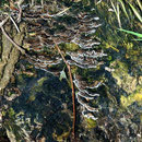 Trametes-versicolorw