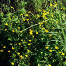 Ranunculus-acer