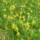 Wiesen-Schlüsselblume
