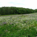 Trollblumenwiese in der Röhn bei Oberelsbach  01.06.2014 (Foto: Hanne Uedelhoven)