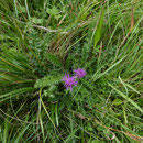Stängellose Kratzdistel
