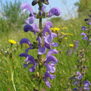 Wiesensalbei