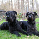 Gary mit Pflegeschwester Tara. Wer ist wohl wer? :-)