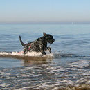 Baden am Weststrand.