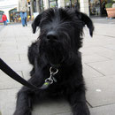 Urban Dog und der Kaffee