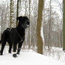 King of Schnee