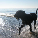 Baden am Weststrand.