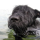 (Ost-)Seehund