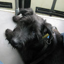Urban Dog in der Straßenbahn