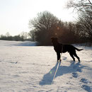 Schneelandschaft mit Hund.