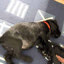 Der allererste Tag mit Hund! :-)