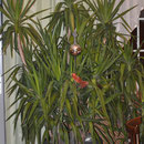 Palme im Winterquartier