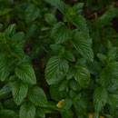Pfefferminze in unserem Garten