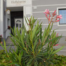 Hoftaverne
