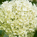 Hortensie