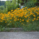 Sonnenhut in voller Pracht