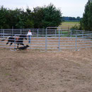 Chico und Kelly in Action