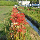 上津橋水路に咲く白い彼岸花