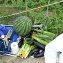 夏野菜収穫