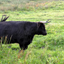 Marais de LARRONVILLE Haras Henson Baie de Somme Marquenterre > www.gitesdumarquenterre.com