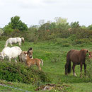 Marquenterre > Baie de Somme > Picardie www.gitesdumarquenterre.com 