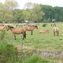 Haras Henson >  Baie de Somme>  www.gitesdumarquenterre.com