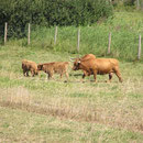 Haras Henson Baie de Somme Marquenterre >  www.gitesdumarquenterre.com 
