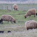 www.gitesdumarquenterre.com Baie de Somme 