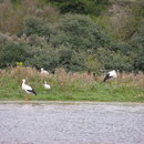 Etangs Marquenterre Baie de Somme Picardie