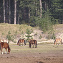 photo de www.gitesdumarquenterre.com 