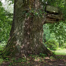 Eiche im Schlosspark in Gadow