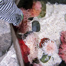 Hier konnte man Anemone, Seesterne und Seeigel anfassen.