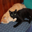 Garfield und Shorty