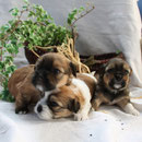 Unsere Bande 3 Wochen alt!