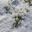 am 4. Dez. (Einkornparzelle im Schaugarten)