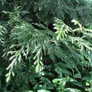 Thuja/Bärlauch