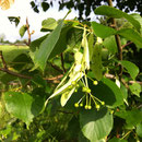 Lindenblüte