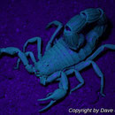 Parabuthus villosus black morph